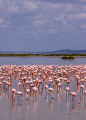 Colorful flamingos congregate in a lake in Amboseli National Park © Sandipan