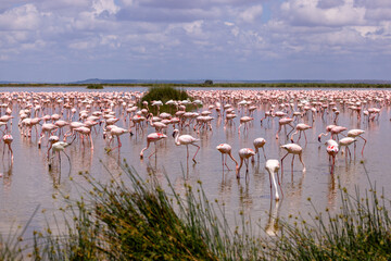 Colorful flamingos congregate in a lake in Amboseli National Park © Sandipan