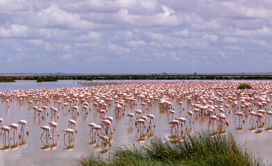 Colorful flamingos congregate in a lake in Amboseli National Park © Sandipan