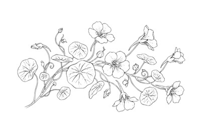 This is a black-and-white line drawing of a flowering vine, and it looks like nasturtium: the round, shield-shaped leaves with veins radiating from the center and the open, five-petaled flowers are th © Zadob