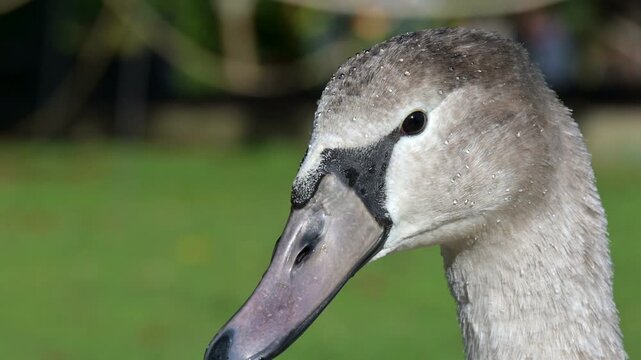 Mute Swan (Cygnus olor) juveniles in closeup with water droplets on its plumage. October, Kent, UK [Slow motion x4]
