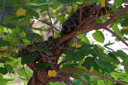 Two snakes coiled together on tree branch in lush green foliage - top: black and yellow mangrove snake Boiga dendrophila, bottom: reticulated python Malayopython reticulatus with brown batik pattern.