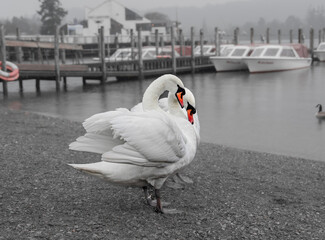 Swans in Windermere Lake © Velvet Lens