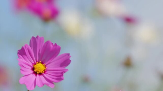 Pink Cosmos Flowers Blooming in Sunny Autumn Field