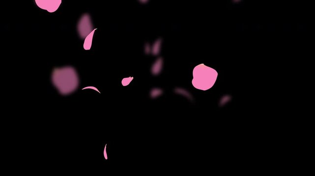 Falling cherry blossom rose petals with the alpha channel. easy to use place on footage or background.