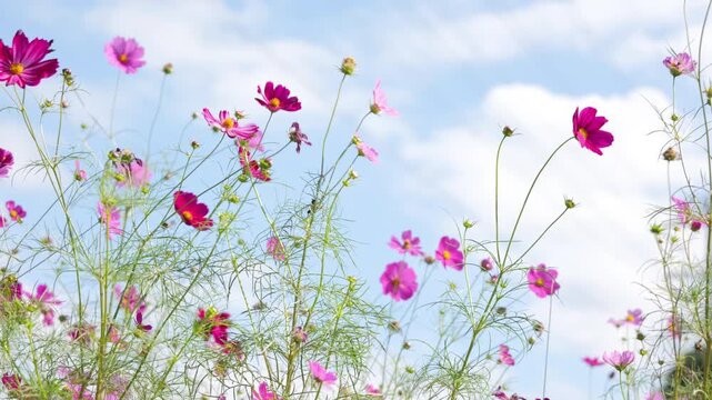 Cosmos Flowers Swaying in Wind Under Blue Sky