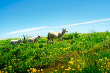 White sheep family walking on green grassy hill covered with vibrant wildflowers under blue sky © Mumemories