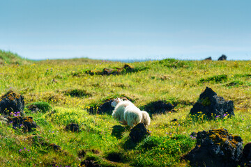 White sheep family walking on green grassy hill covered with vibrant wildflowers under blue sky © Mumemories