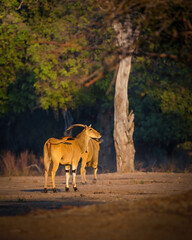 Eland Antilope © Tom's Wildlife