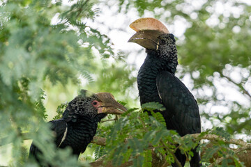 Pair of silvery-cheeked hornbills perched in an acacia tree in Tanzania © Josh