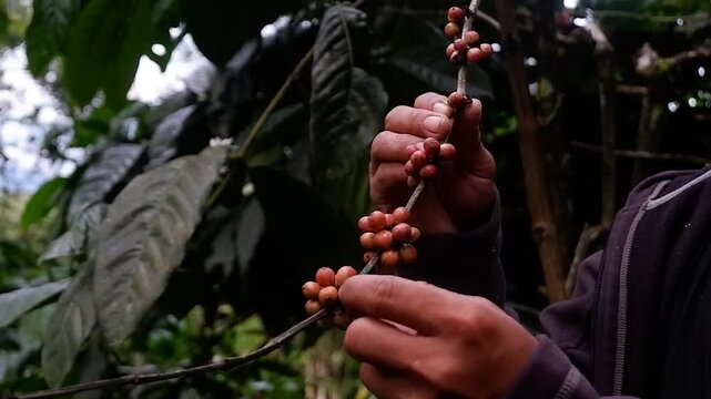 Coffee farmer picking ripe cherry beans, Close up of red berries coffee beans. 