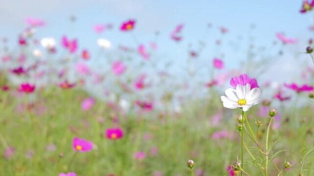 Cosmos Flowers Swaying in Breeze on Sunny Autumn Day