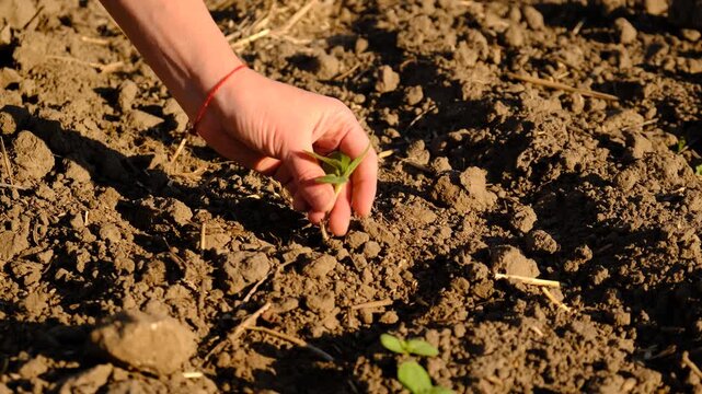 Farmer in the field. Selective focus.