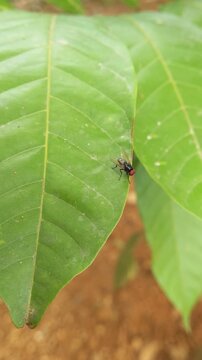 Closeup of single flies insect on green rambutan leaves