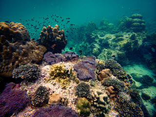 Underwater view of a rich and healthy coral reef thriving with soft and hard corals, anemones, and small tropical fish in the clear blue sea of the Gulf of Thailand, Chumphon province © Tongik
