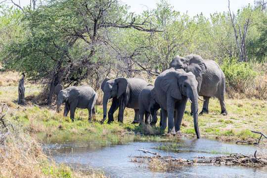 African Elephants Bathing and Wading in a River Safari Concept