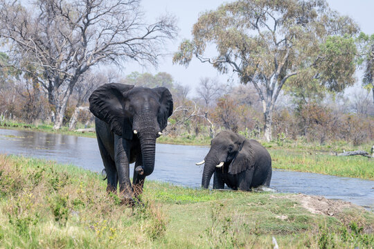 African Elephants Bathing and Wading in a River Safari Concept