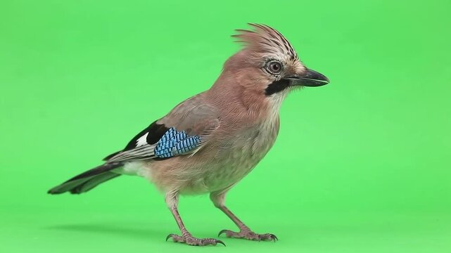 Eurasian Jay Restless, hopping ground-step in place with periodic blue-striped wing flicks, a bobbing crest, and sharp beak movements.