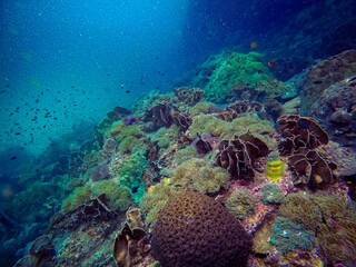 Underwater view of a rich and healthy coral reef thriving with soft and hard corals, anemones, and small tropical fish in the clear blue sea of the Gulf of Thailand, Chumphon province © Tongik