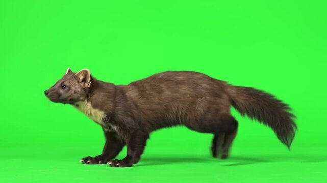 Sable bounding, and slinky gait in place with luxurious dark fur, frequent pauses to stand high on forepaws, and alert, twitching ears.