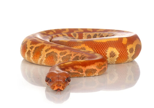 Python brongersmai in studio