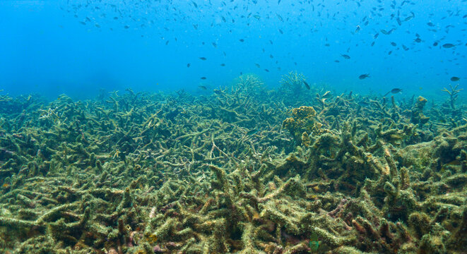 Underwater view of polluted coral reef covered with algae growth