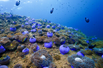 Underwater view showcasing a magnificent landscape of bright purple sea anemones carpeting the reef, surrounded by small tropical fish and crystal-clear blue water in the Gulf of Thailand, Chumphon pr © Tongik