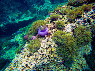 Underwater view showcasing a magnificent landscape of bright purple sea anemones carpeting the reef, surrounded by small tropical fish and crystal-clear blue water in the Gulf of Thailand, Chumphon pr © Tongik