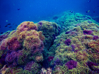 Underwater view of a rich and healthy coral reef thriving with soft and hard corals, anemones, and small tropical fish in the clear blue sea of the Gulf of Thailand, Chumphon province. © Tongik