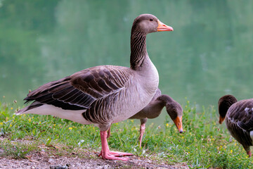 Greylag goose standing on grass near water © Serjedi