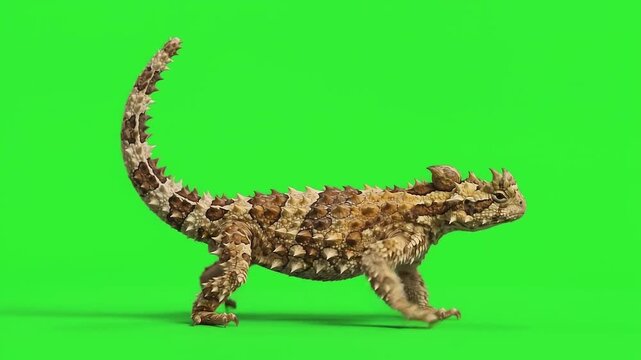 Thorny Devil Jerky, robotic rocking walk in place with slow, deliberate steps, freezing intermittently, and a curved, spiked tail raised for balance.