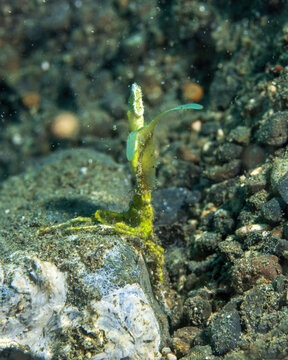 Halimeda crab, Huenia heraldica, also known as the Arrowhead crab or Arrowhead algal crab, a small marine crustacean renowned for its master-level camouflage among Halimeda green algae