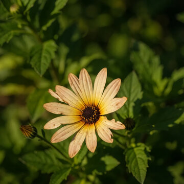 Blumen verwelken im Herbst 2