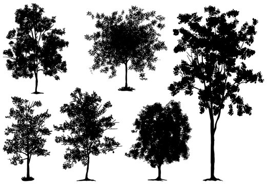 comprehensive collection of diverse black-and-white tree silhouettes showcasing varied canopy structures and organic foliage textures, tailored for professional architectural elevation drawings and ur