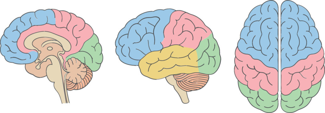 Human Brain Anatomy Diagram Vector Set with Color Coded Lobes Cerebral Cortex Stem and Cerebellum Structural Sections