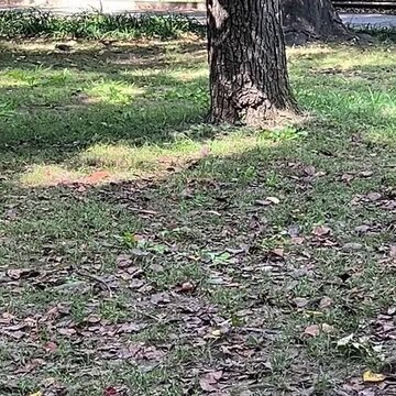 Pigeons walking around a tree trunk on grass with fallen leaves in dappled shade, square video