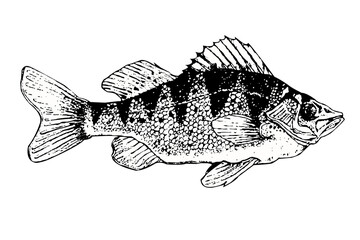 Black and White Rockfish Illustration with Spiny Dorsal Fin and Textured Scales © youngchuel