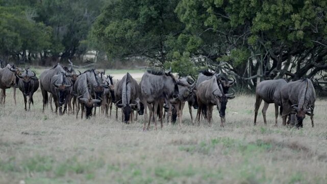 Blue wildebeest herd gathering early in the morning