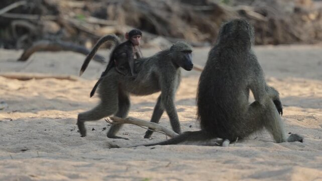 A baby chacma baboon jumping onto his mother's back