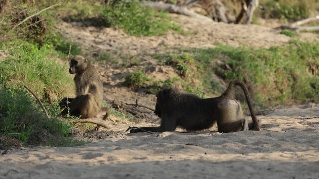a big male chacma baboon admiring the female