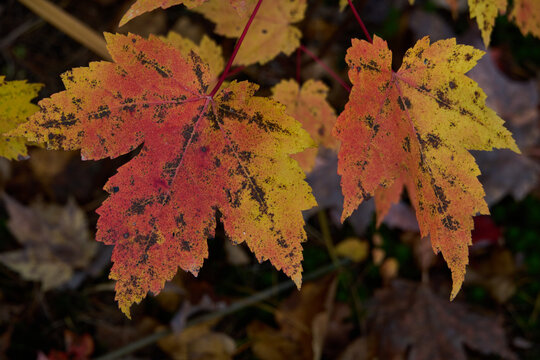 Automne au Qu&eacute;bec