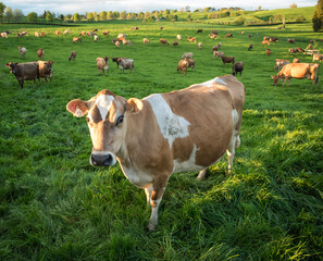 Rural scene, Herd of Jersey and Jersey cross dairy cows grazing in green grass © Nathan McClunie