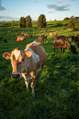 Rural scene, Herd of Jersey and Jersey cross dairy cows grazing in green grass © Nathan McClunie