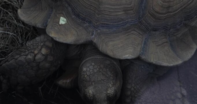Close-up of a giant tortoise resting on the forest floor, revealing its deeply ridged shell, rough scaly legs and earthy textures, with a small leaf resting on its carapace.