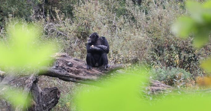 A chimpanzee sits on a fallen tree in an autumn woodland, holding food close to its mouth and eating amid muted foliage and dense natural vegetation.