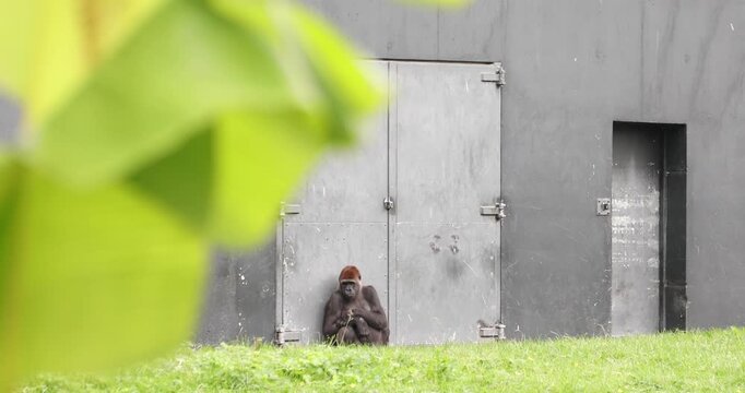 A solitary gorilla sits against a bare metal wall in a zoo enclosure, separated from its natural habitat. The distant framing and subdued posture evoke loneliness, isolation and animal sadness in capt