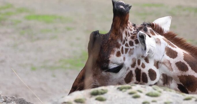 Close-up of a giraffe lowering its head behind rocks, revealing its spotted coat, delicate eyelashes and calm expression in soft natural light.