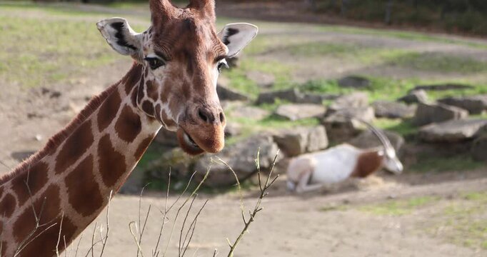 A giraffe chews a thorny twig, revealing its patterned coat, long eyelashes and powerful muzzle in warm sunlight, with a resting antelope in the background.