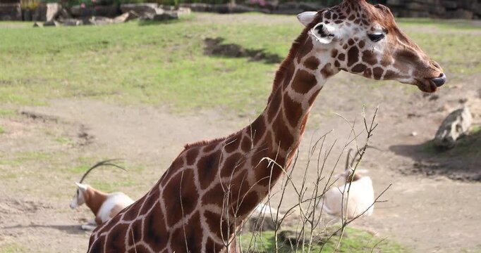 A giraffe chews a thorny twig, revealing its patterned coat, long eyelashes and powerful muzzle in warm sunlight, with a resting antelope in the background.