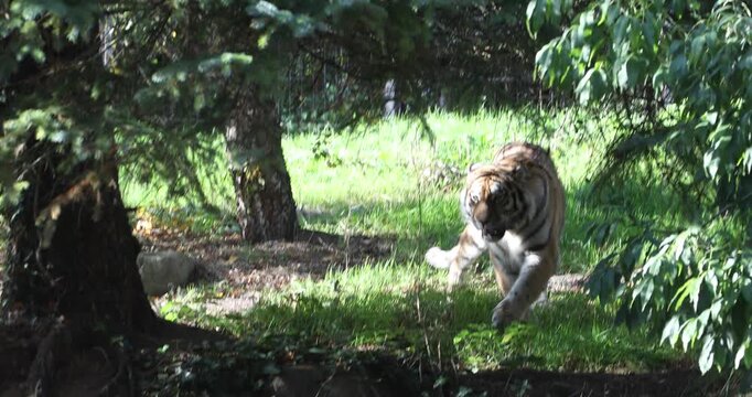 A tiger walks through a shaded woodland, its powerful striped body moving across the forest floor beneath trees and patches of dappled sunlight.